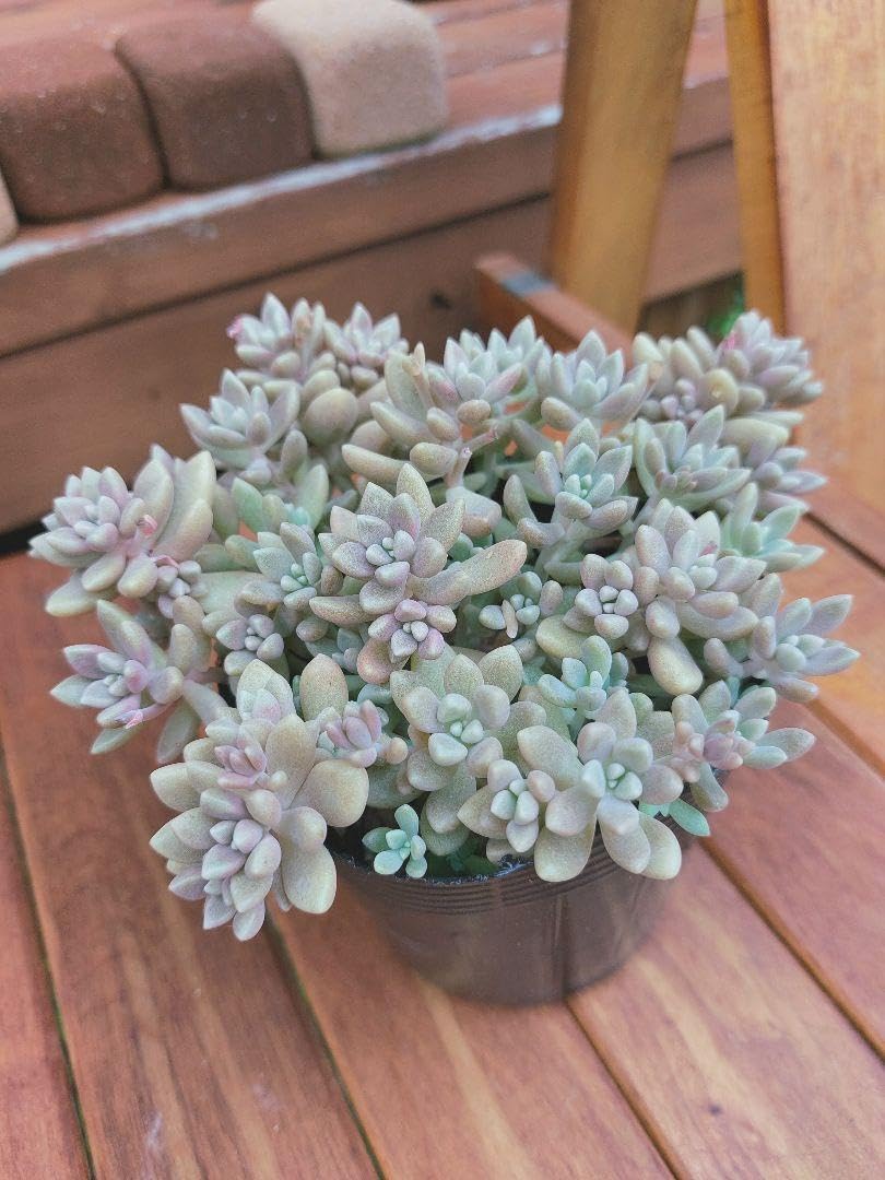 多肉植物 だるま秀麗♡4頭♡抜き苗 【公式通販】